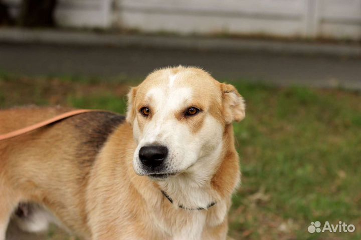 Генри в дар