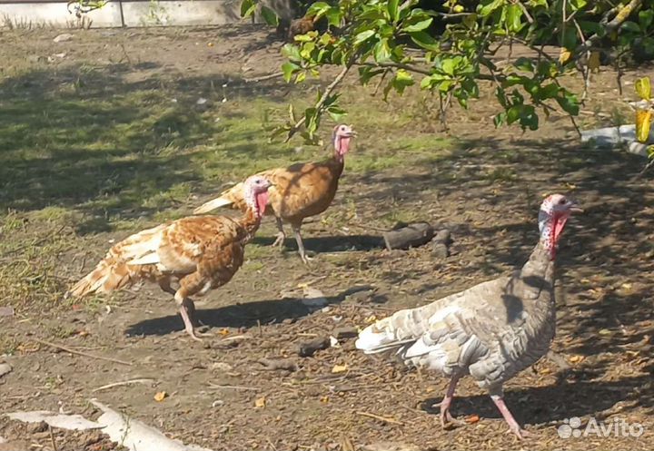 Индюки семья