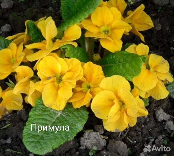 Растения для сада