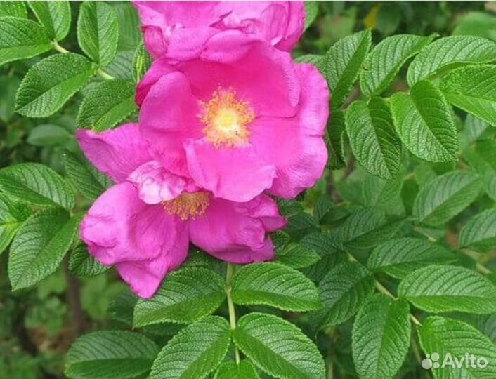 Шиповник Роза морщинистая