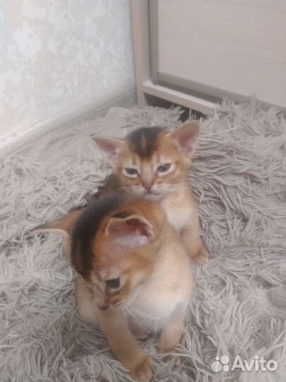 Абиссинская кошка