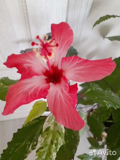 Гибискус в стильном горшке