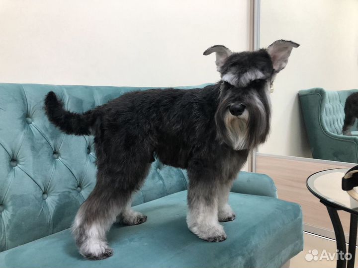 Стрижка собак и кошек. Груминг