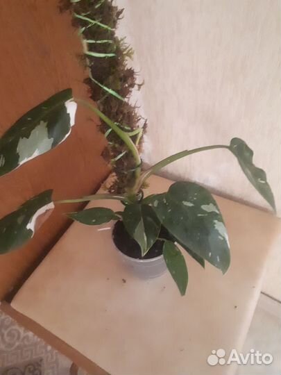 Филодендрон white princess(белая принцесса)