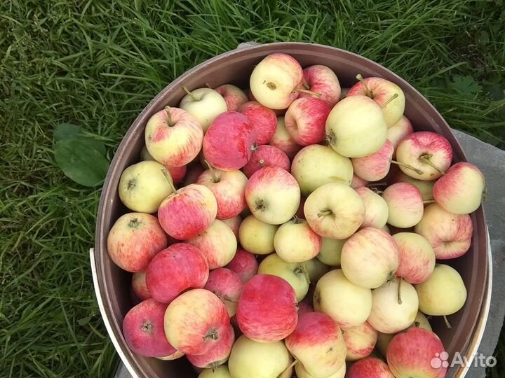 Яблоки домашние