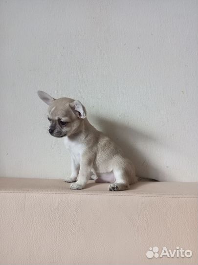 Чихуахуа мальчик