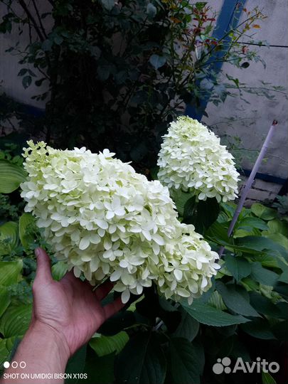 Гортензия метельчатая