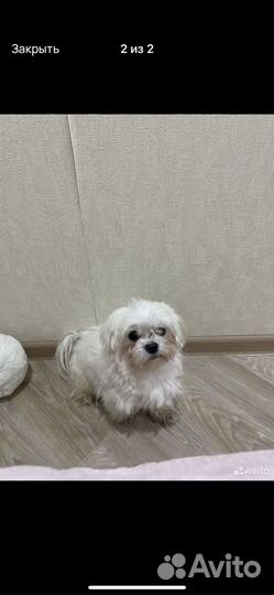 Вязка собак