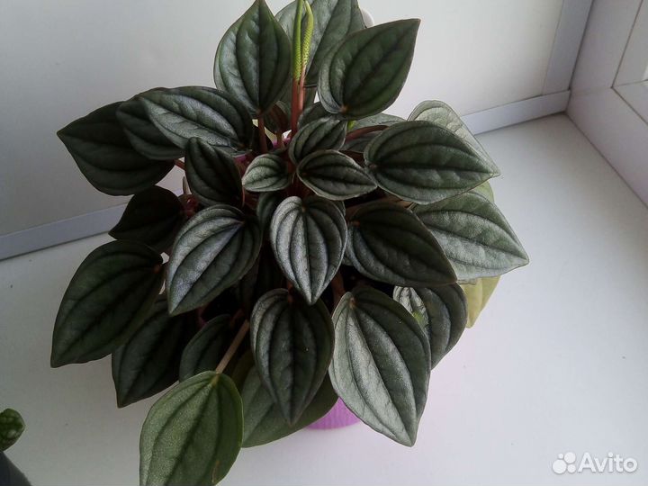 Пеперомии сортовые