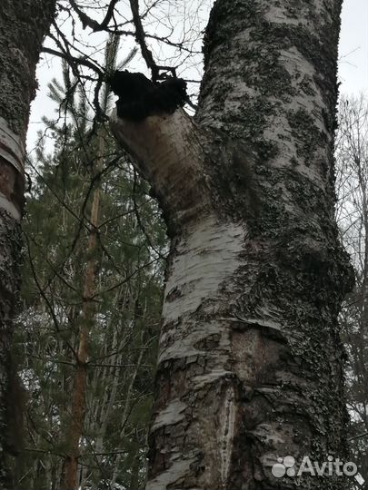 Карельская чага