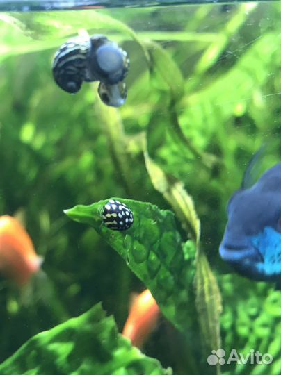 Аквариумные растения, теодоксусы, удо