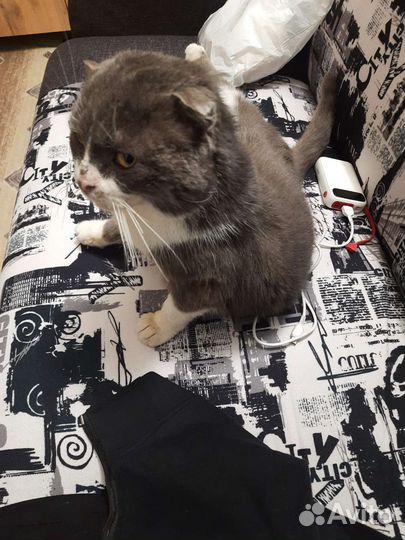 Вислоухий мальчик