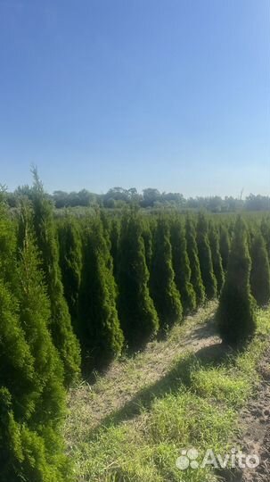 Ель туя клен и т.д