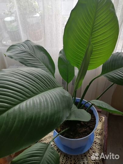 Спатифиллум королевский