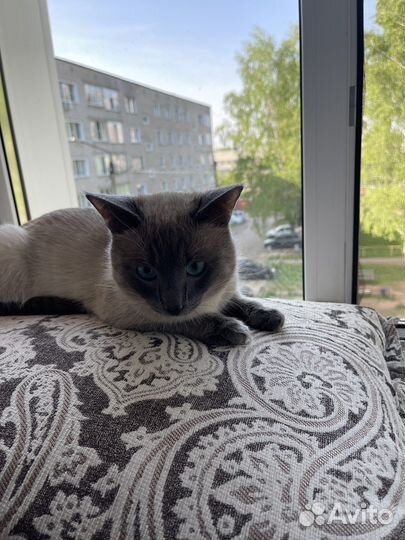 Кот тайский
