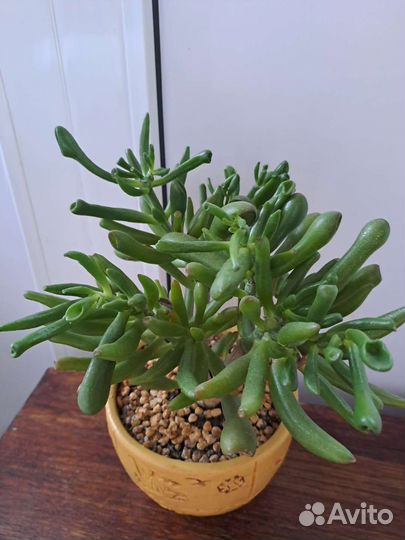 Толстянка крассула хоббит