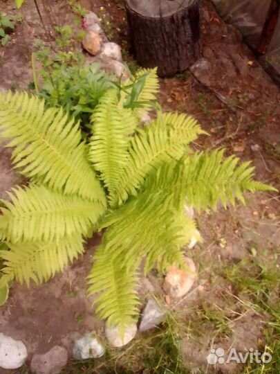 Хоста и другие цветы