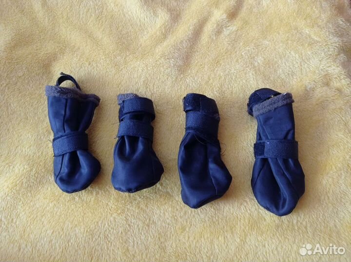 Одежда и обувь для собак