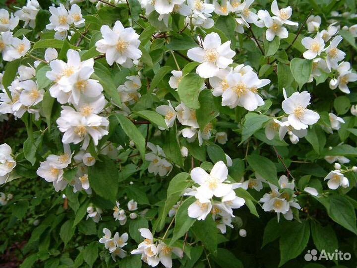 Саженцы жасмина (чубушника)