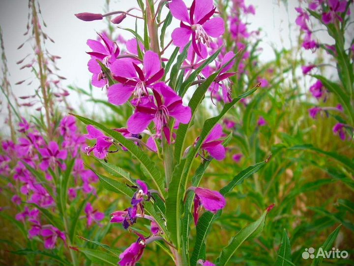 Иван-чай 1 килограмм 2О23 польза, нет кофеина