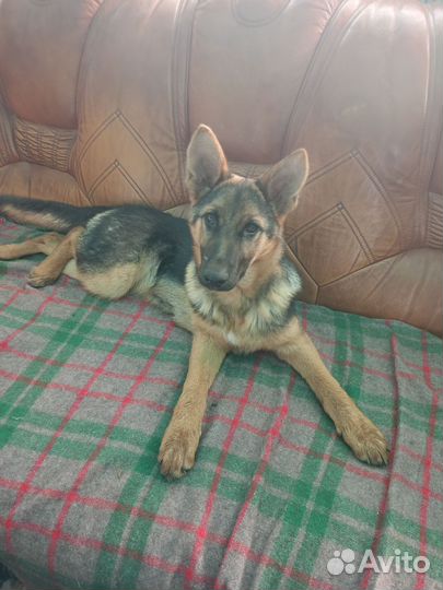 Немецкая овчарка