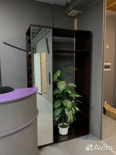 Комнатные растения цветы большие