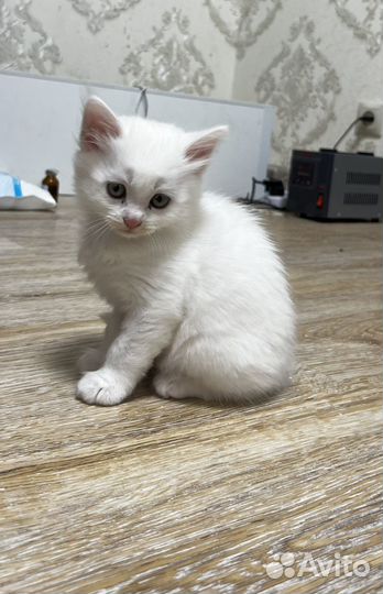 Шотландские прямоухие котята