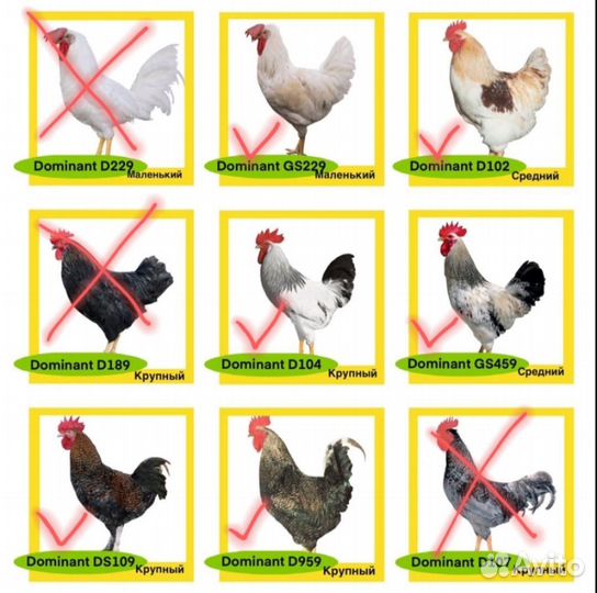 Петухи породы доминант