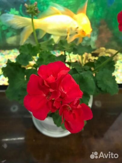 Пеларгония