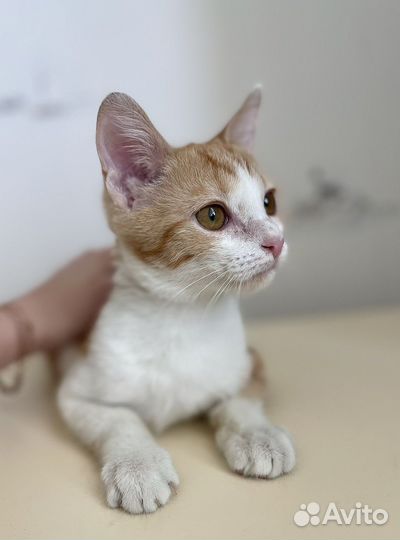 Рыжий котенок девчока в дар