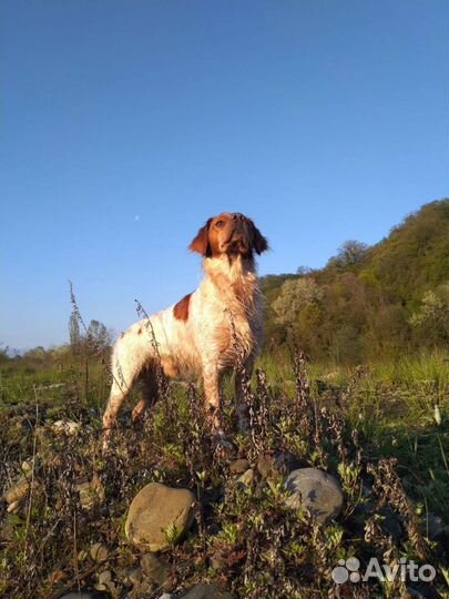 Бретонский Эпаньоль