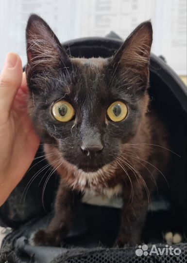 Молодой котик