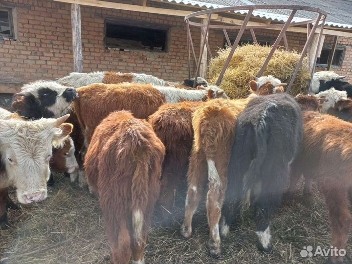 Быки тёлочки от 5 месяцев сементалы