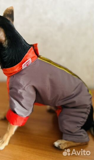 Комбинизон для собак супер маленьких пород)