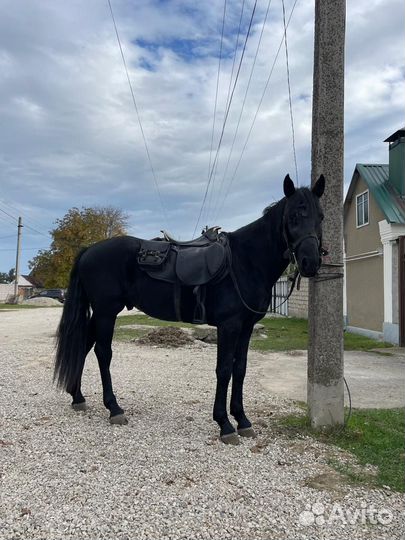 Лошадь мерин