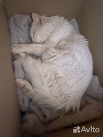 Белый котик с тяжелой судьбой в добрые руки объявление продам