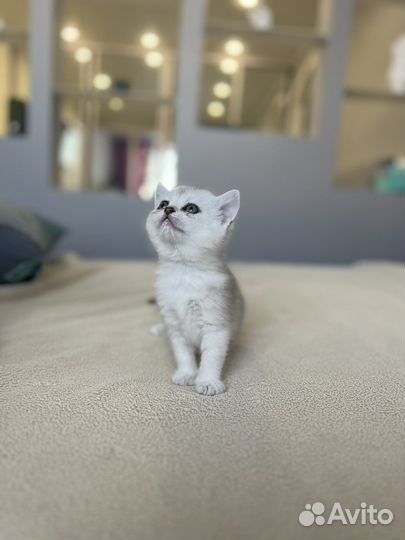 Кошка британская шиншилла
