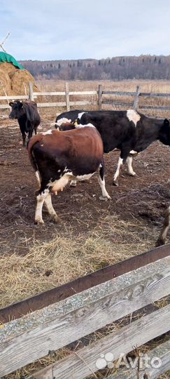 Корова дойная