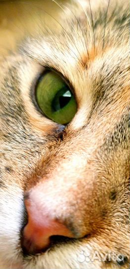 Марта ищет дом