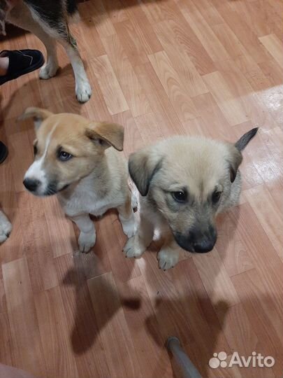 Щенок в добрые руки бесплатно