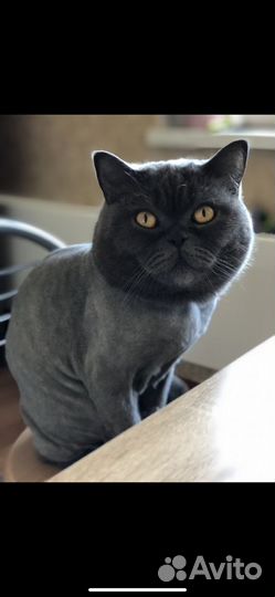 Стрижка кошек