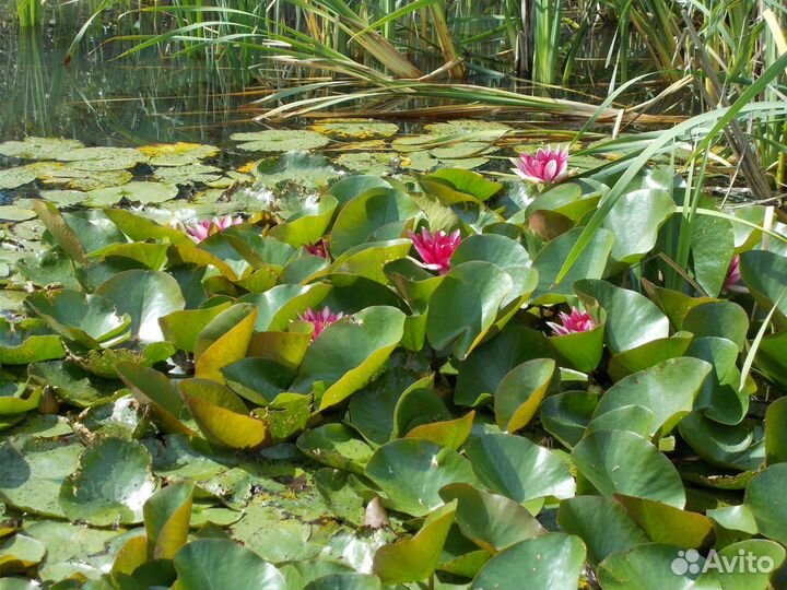 Корневища водных лилий с побегами