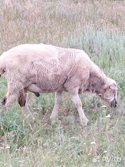 Баран для Курбан-байрам