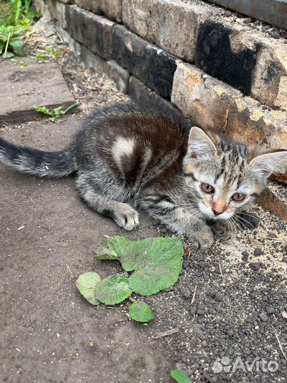 Кошки в добрые руки бесплатно мать британка