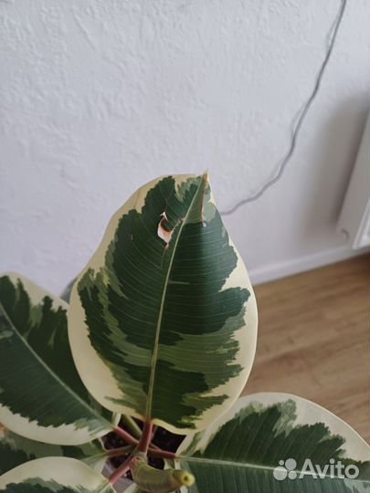 Фикус эластика тинеке