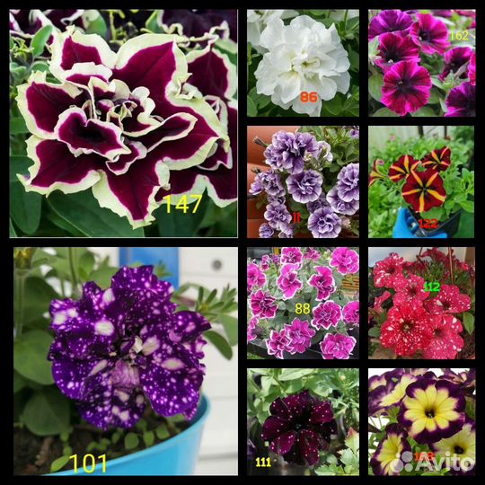 Петуния, калебрахоа, биденсы, остиоспермум и др