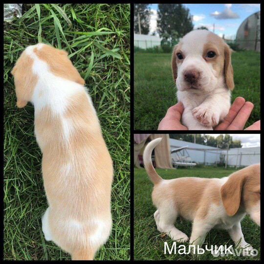 Щенки бигль