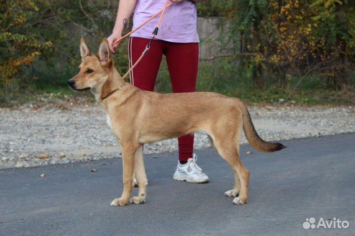 Щенок подросток Лиска ищет дом