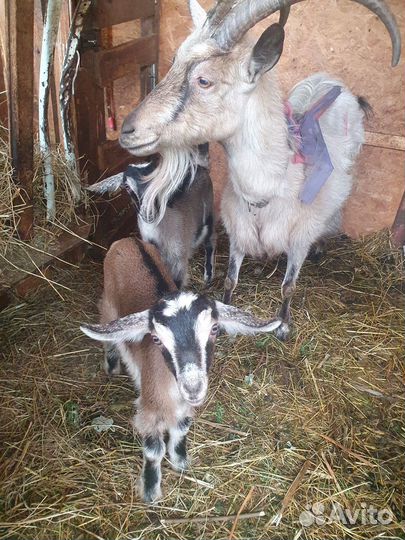 Две козочки