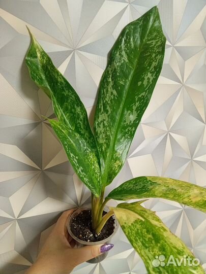 Аглаонема New hybrids variegated (Тай)